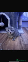 British Shorthair cats Beautiful British short hair kittens. - Advert 4