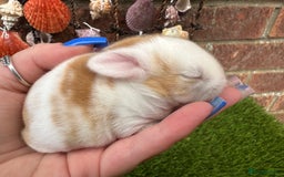 Mini Lop rabbits for sale: Stunning mini lops - Image 6