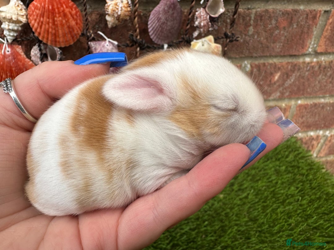 Mini Lop rabbits for sale: Stunning mini lops - Image 6