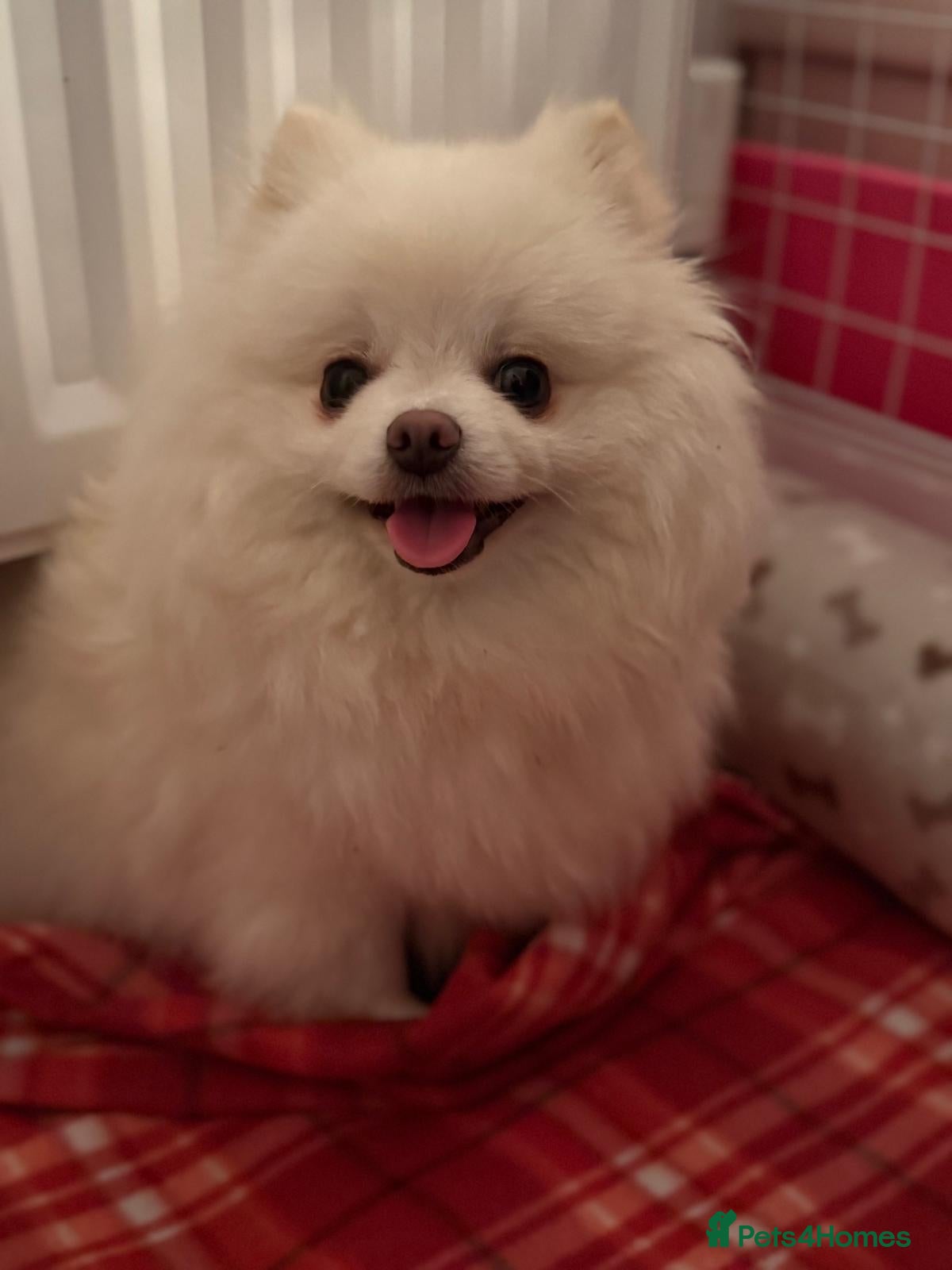 Pomeranian dogs Pomeranian Spitz. - Advert 1