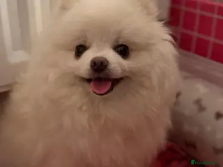 Pomeranian dogs Pomeranian Spitz. - Advert 2