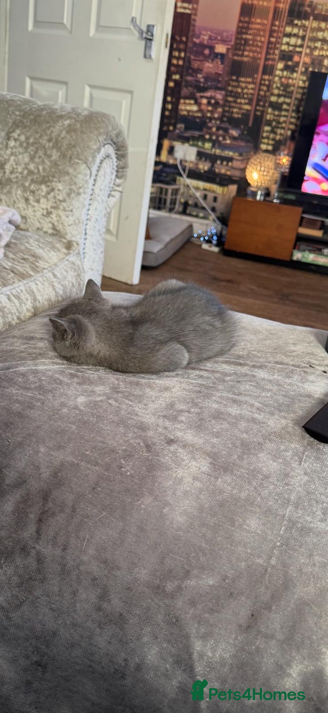 British Shorthair cats for sale: Blue kitten  - Advert 3