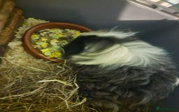 Guinea Pig rodents for sale: X2 male texel boars  - Advert 5