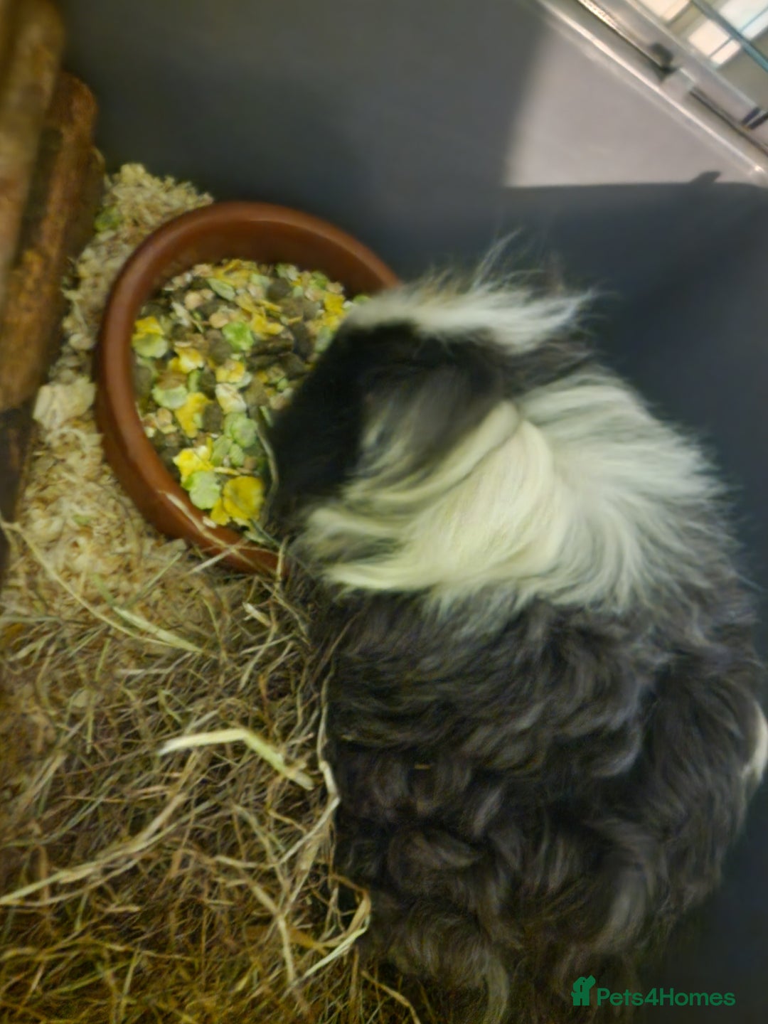 Guinea Pig rodents for sale: X2 male texel boars  - Advert 5