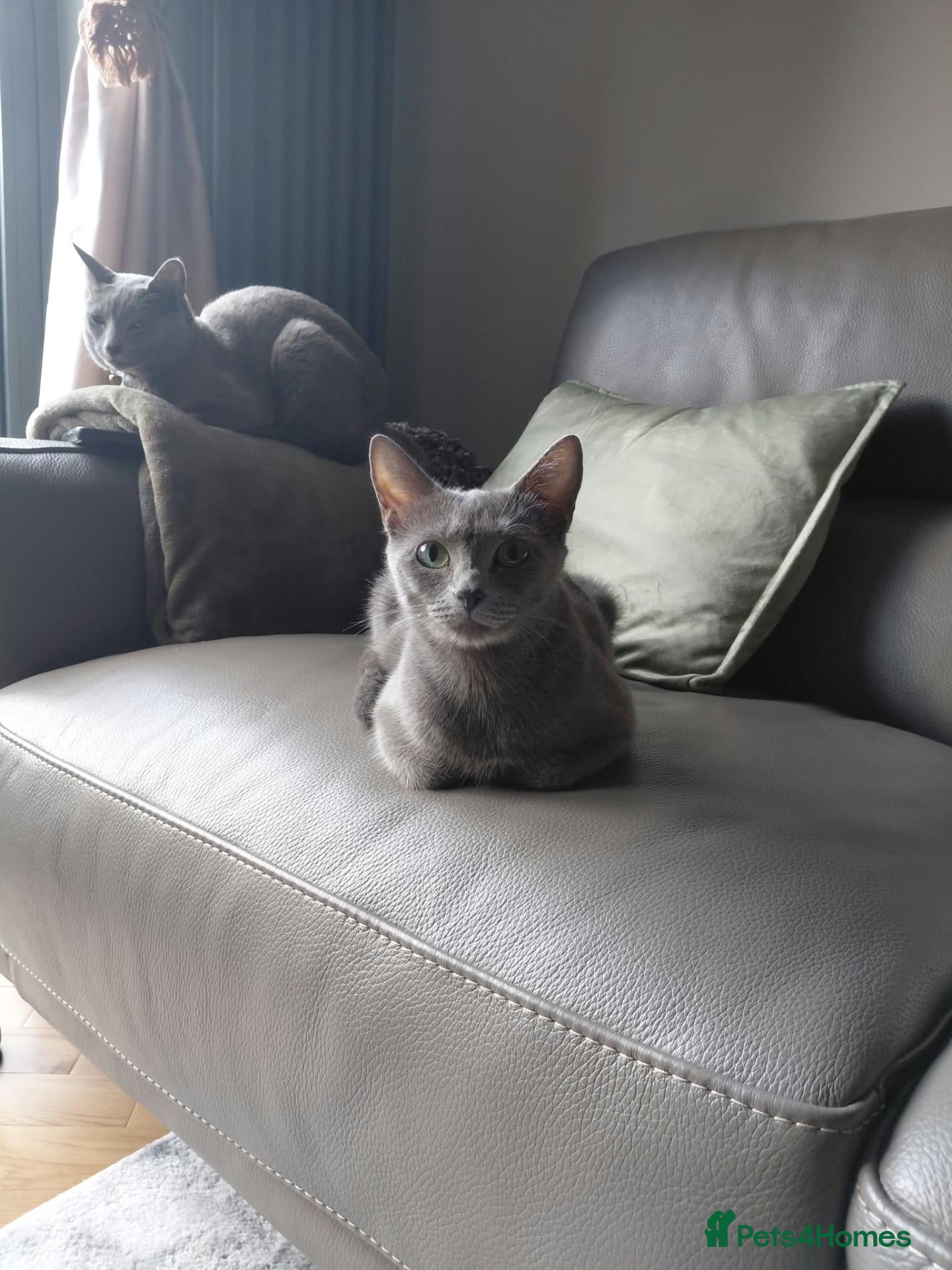 Russian Blue cats 🐾 Beautiful Russian Blue Kittens 🐾 - Advert 2