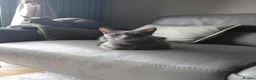 Russian Blue cats for sale: 🐾 All Kittens Reserved 🐾 - Advert 16