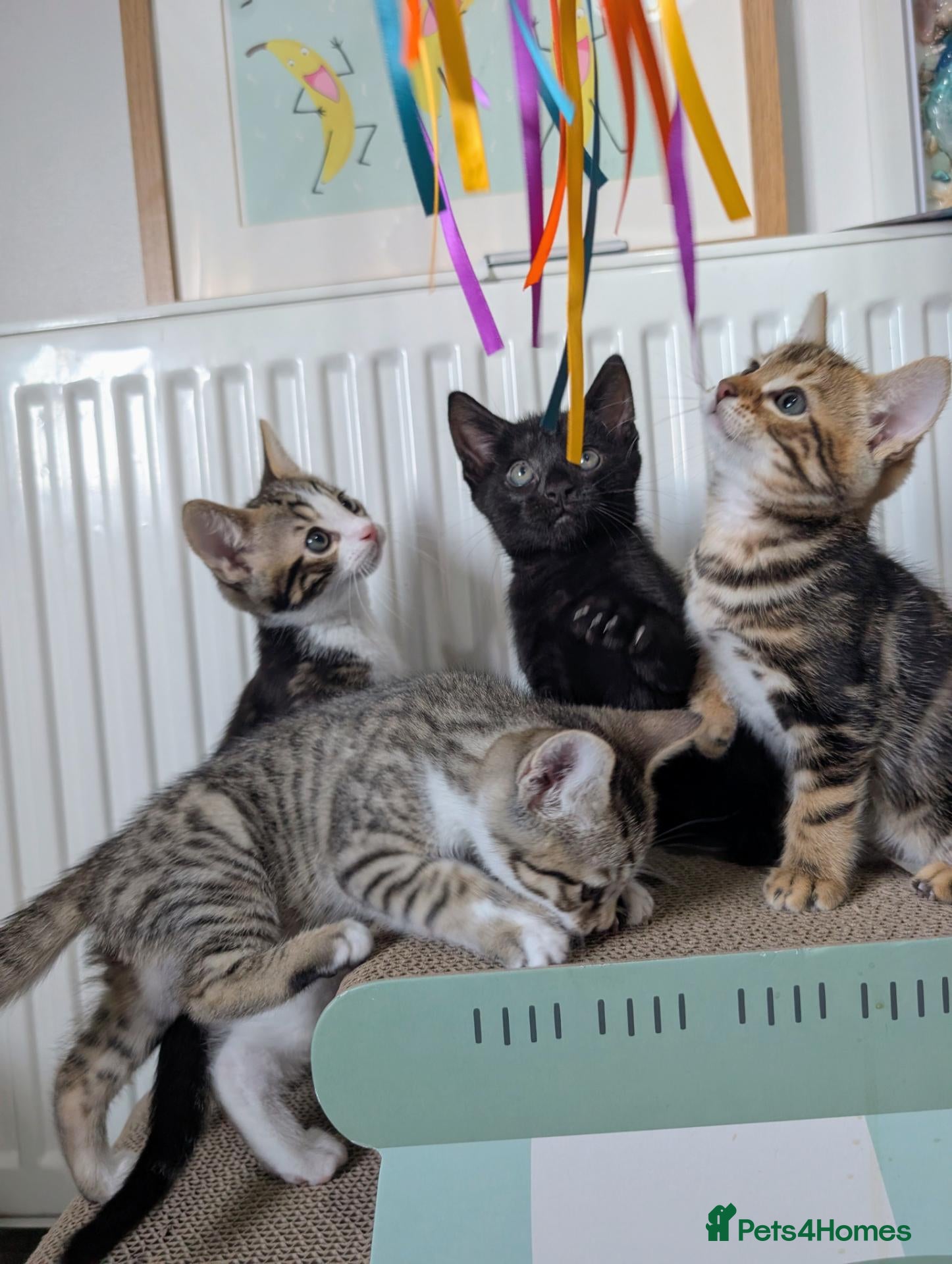 Mixed Breed cats Bengal mix kittens - Advert 6