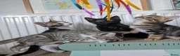 Mixed Breed cats for sale: Bengal mix kittens - Advert 1