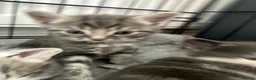 British Longhair cats for sale: Tabby kitten - Advert 6