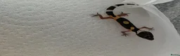Gecko reptiles for sale: Lepord gekos black night x tangerine babys in Tiverton - Advert 4