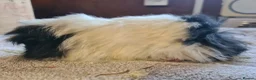 Guinea Pig rodents for sale: Pet peruvain boars avaible - Advert 4