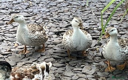 Ducks poultry for sale: Mini silver apple yard trio - Image 3