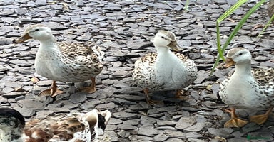Ducks poultry - Advert 9