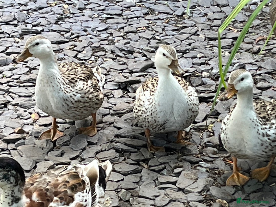 Ducks poultry for sale: Mini silver apple yard trio - Image 3
