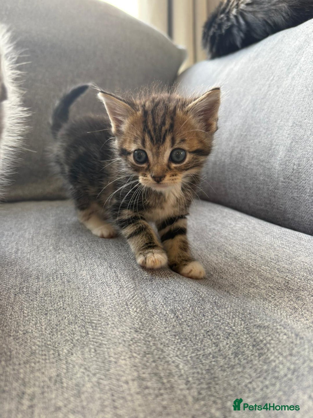 Mixed Breed cats for sale: Cute litter  - Image 5