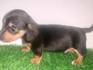 Miniature Dachshund dogs Tiny daschund puppies kc registered ready now - Advert 16