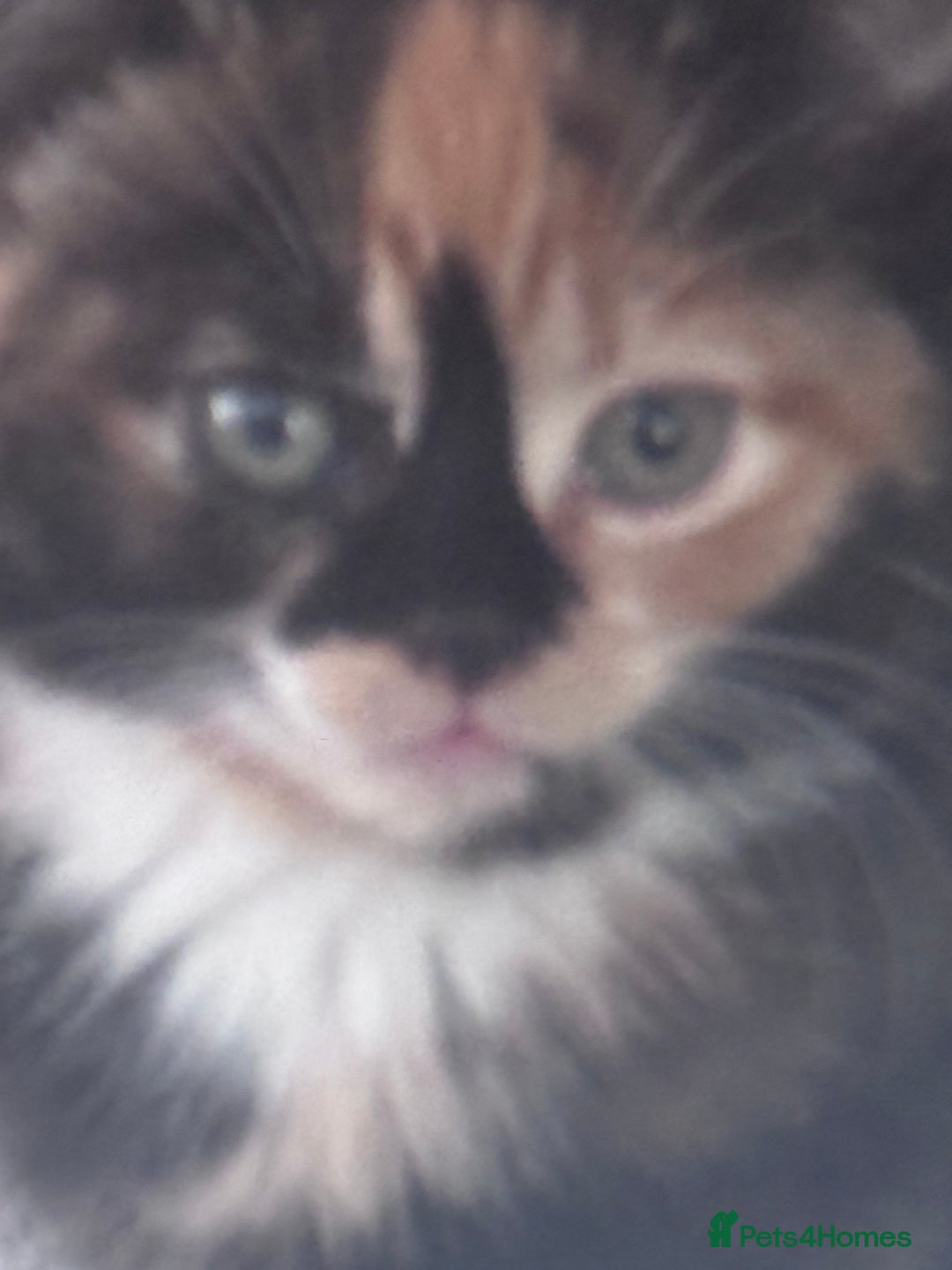 Mixed Breed cats for sale: cute kittens  - Image 19