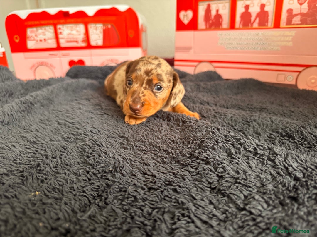 Miniature Dachshund dogs for sale: 🐾 miniature Dachshund 1 LEFT READY IN 2 WEEKS🐾 - Advert 21