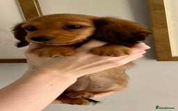 Miniature Dachshund dogs for sale:  Ready to leave - Long Haired Miniature Dachshund  - Image 5