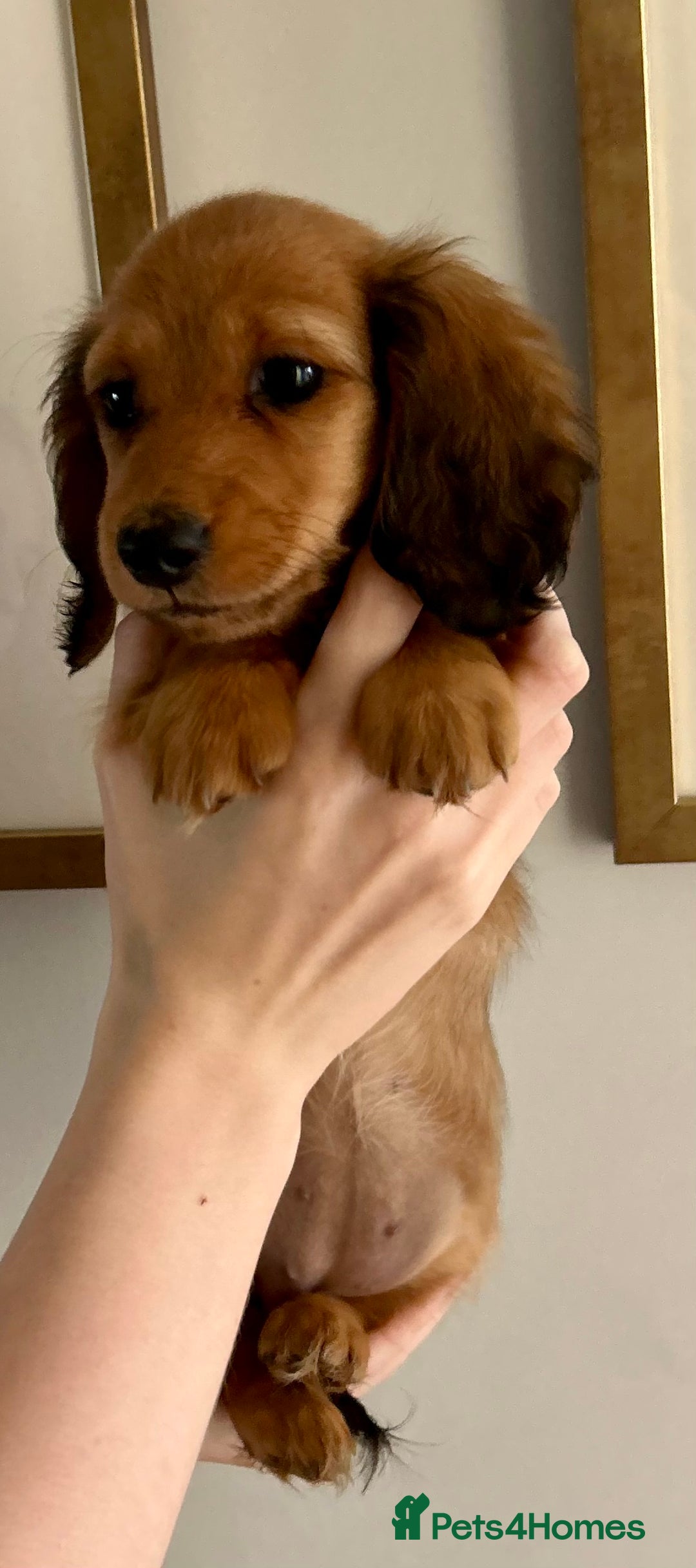 Miniature Dachshund dogs for sale:  Ready to leave - Long Haired Miniature Dachshund  - Image 5