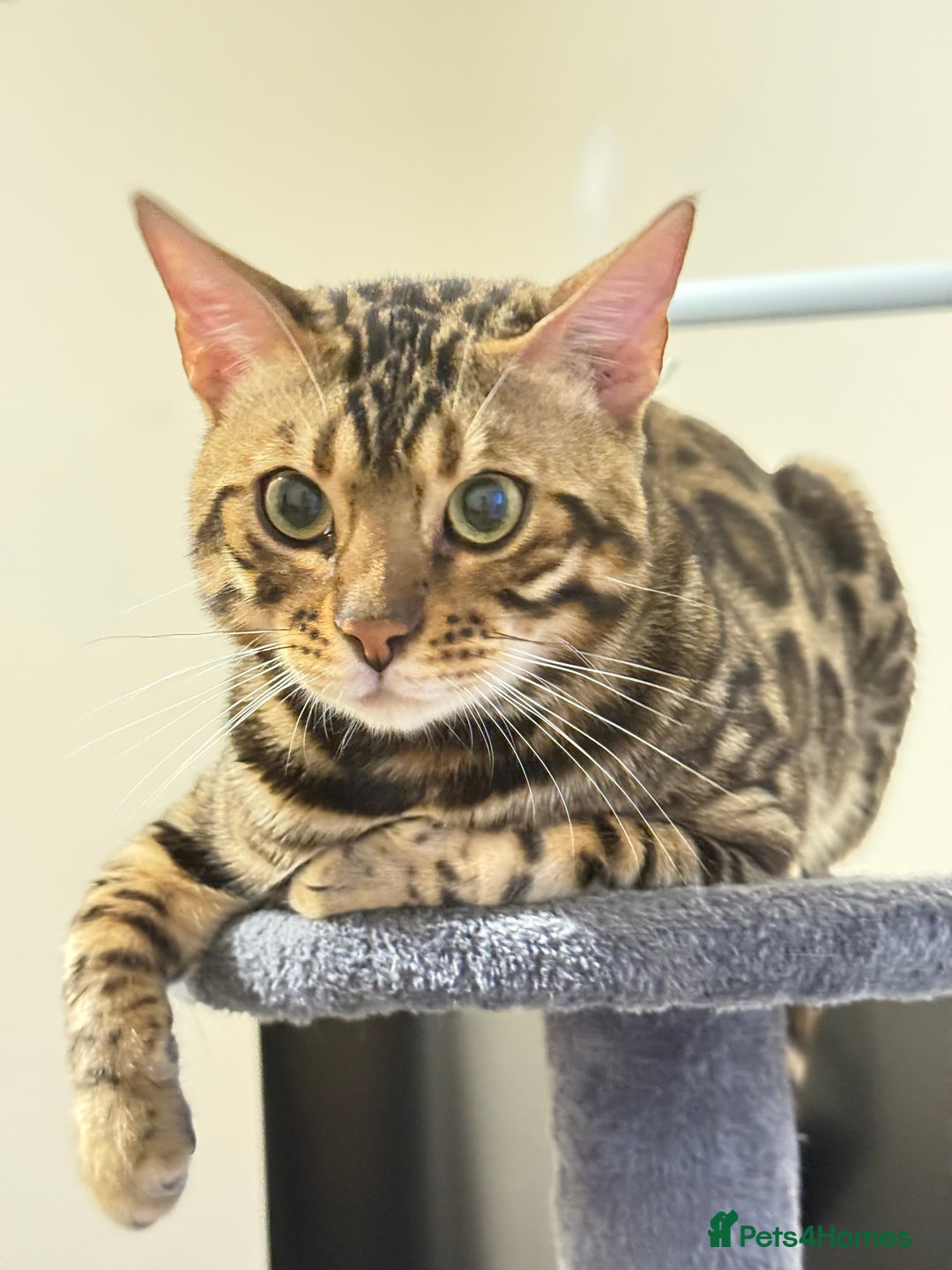 Bengal cats for stud: cat for mating - Image 2