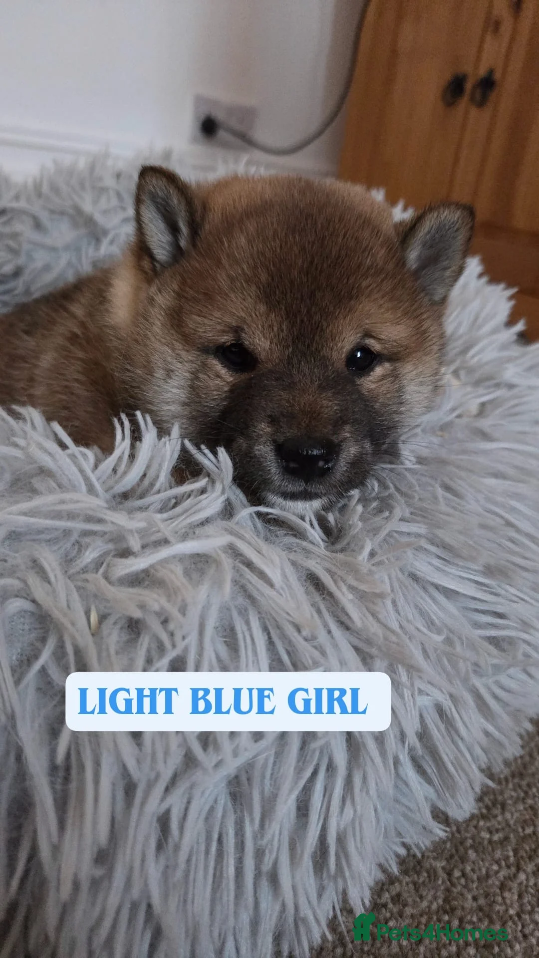 Japanese Shiba Inu dogs for sale: Puppy Shiba inu female - Advert 14