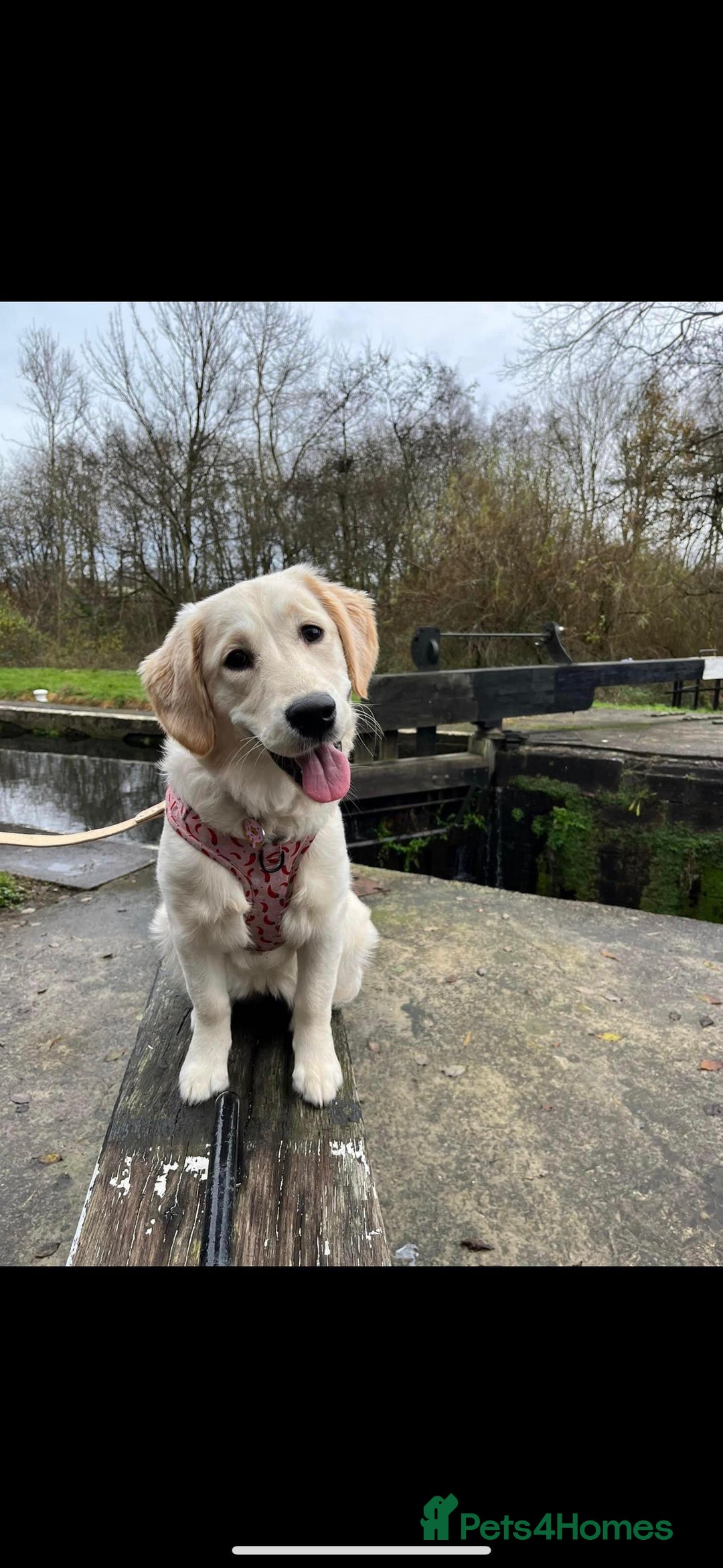 Golden Retriever dogs for sale: Beautiful English Cream Golden Retriever Puppy's  - Advert 8