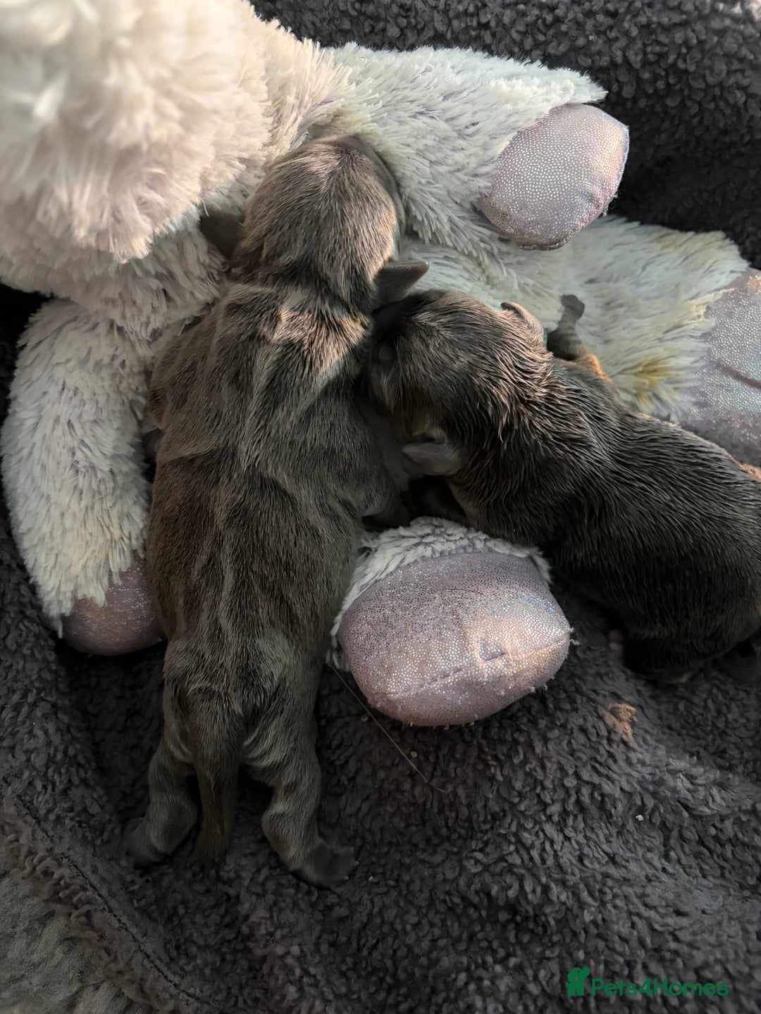 Staffordshire Bull Terrier dogs for sale: Pure Pedigree Blue Staffie Pups - Advert 19