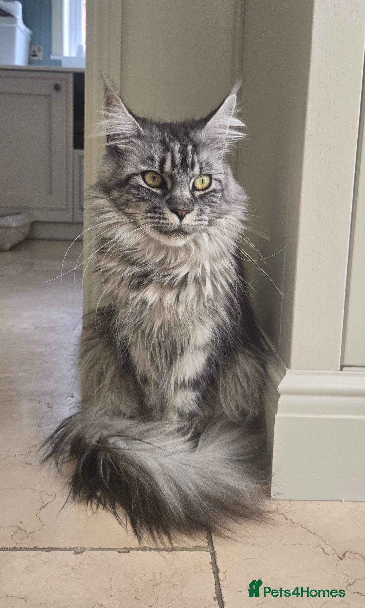 Maine Coon cats Maine Coon Female  - Advert 4