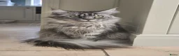 Maine Coon cats for sale: Maine Coon Female  - Advert 1