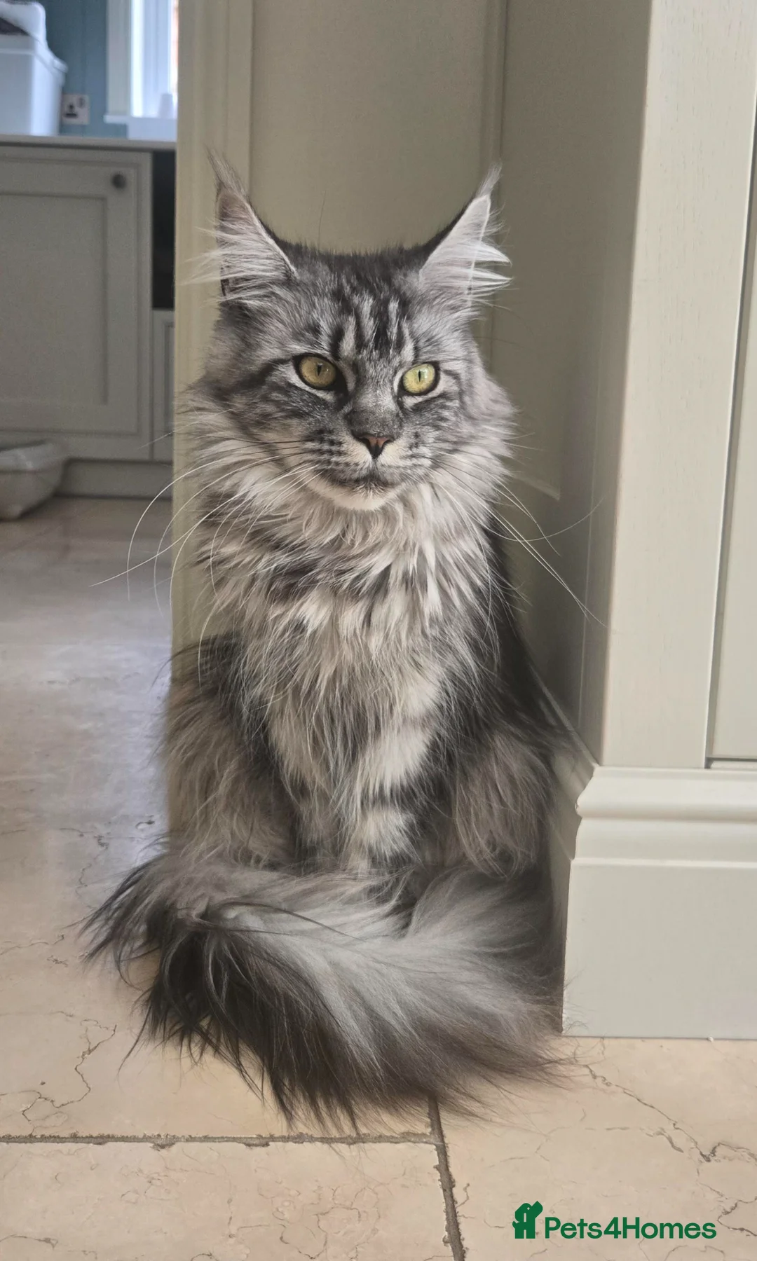 Maine Coon cats for sale: Maine Coon Female  - Advert 1