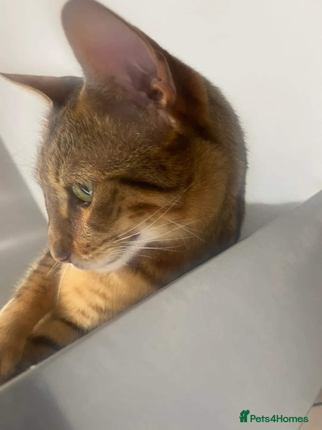 Savannah cats for sale: Sia - Brown Spotted Savannah Female in Bushey - Advert 3