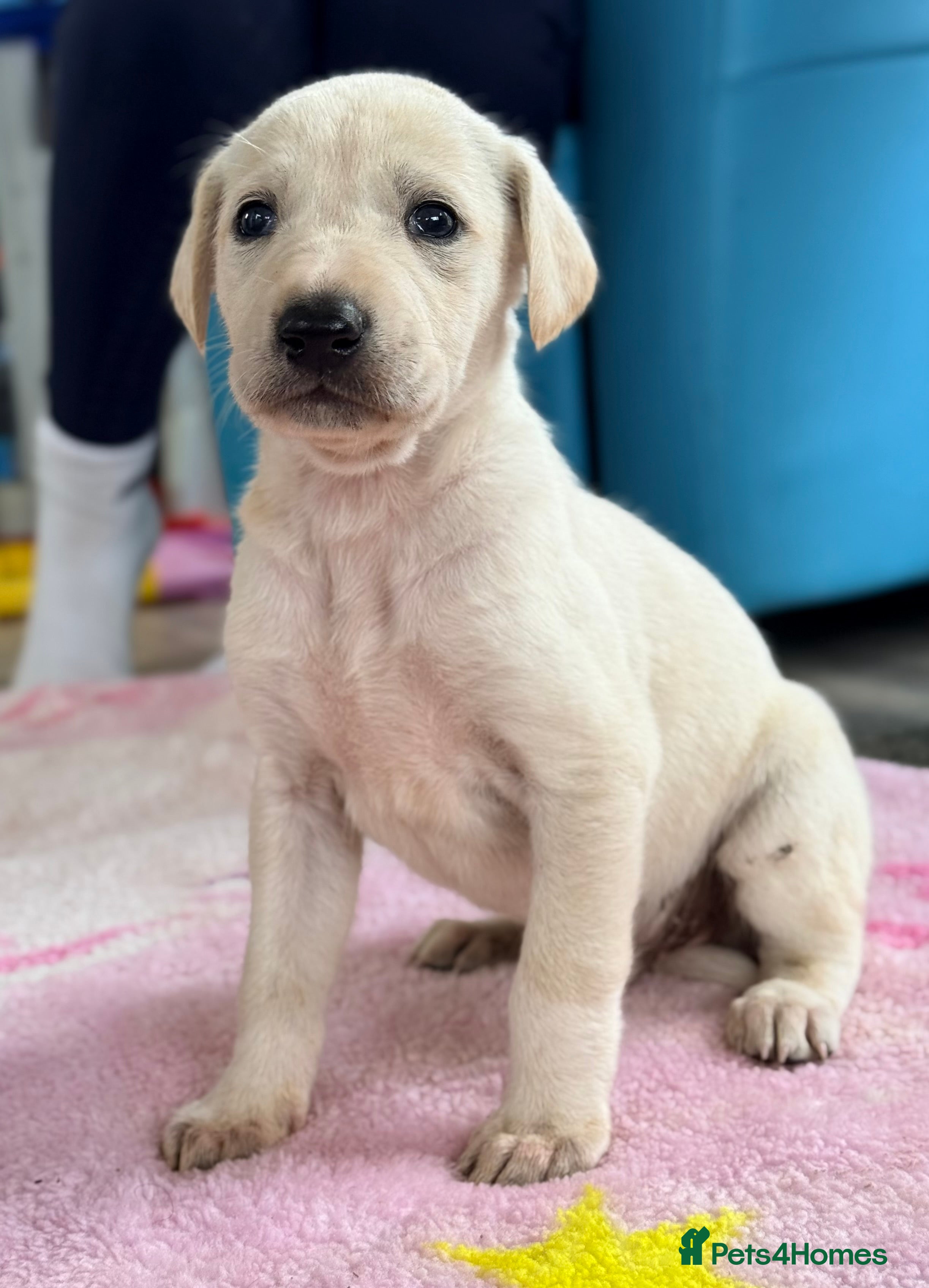 Mixed Breed dogs My beautiful Salukis puppy’s  - Advert 1