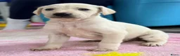 Mixed Breed dogs for sale: My beautiful Salukis puppy’s  - Advert 1