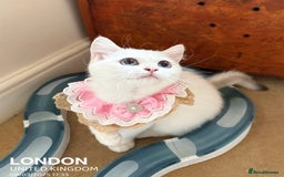 British Shorthair cats for sale: British shorthair last girl (price negotiable) - Image 6