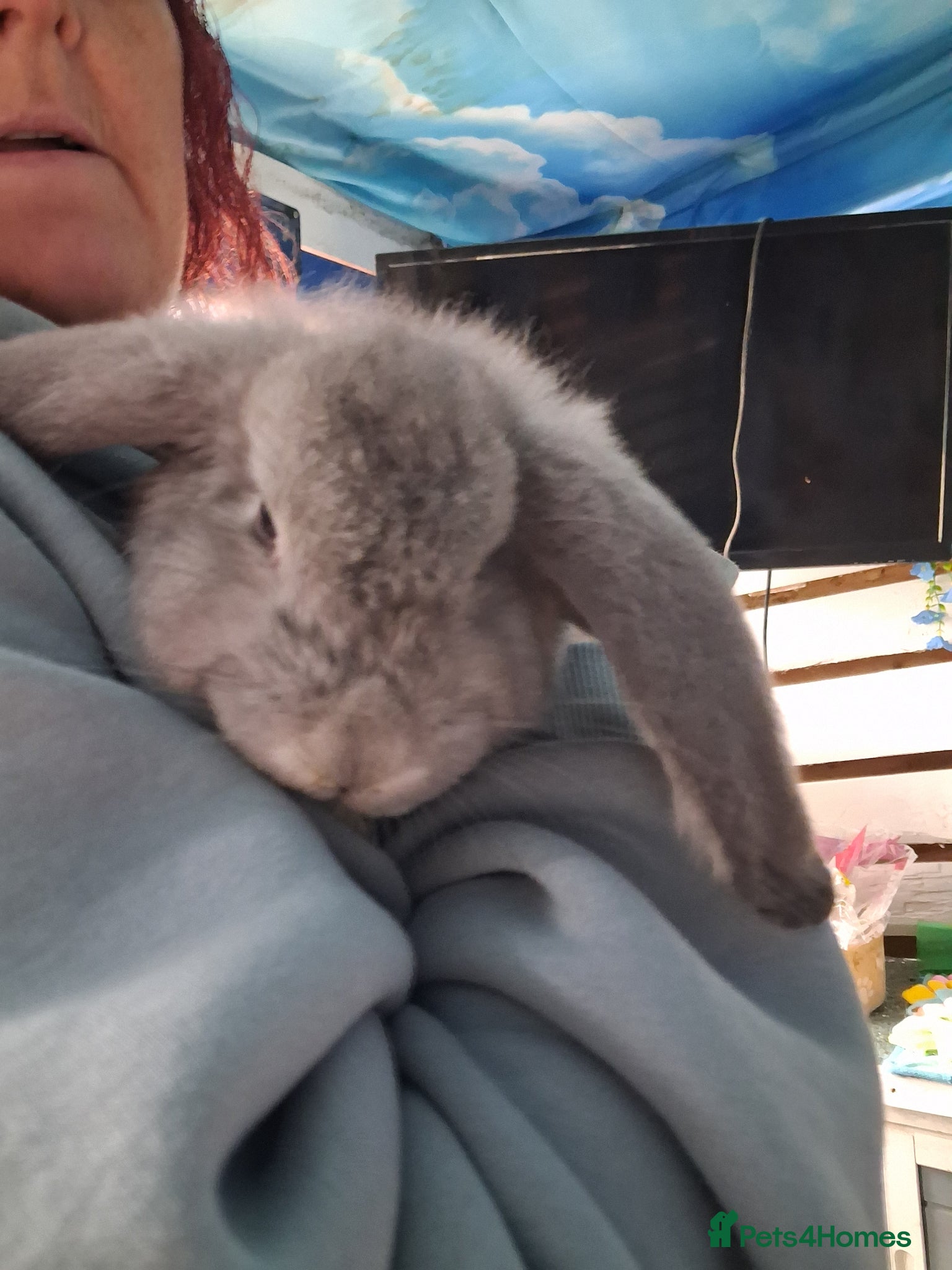 French Lop rabbits French lop bunnies - Advert 8