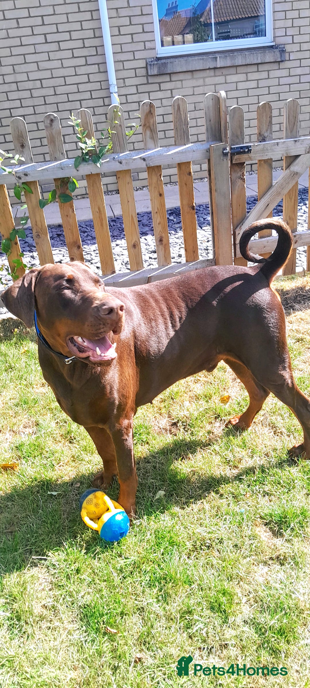 Dobermann dogs for sale:  LOUIS 3 YR OLD DOBERMANN DOG £800  - Advert 7
