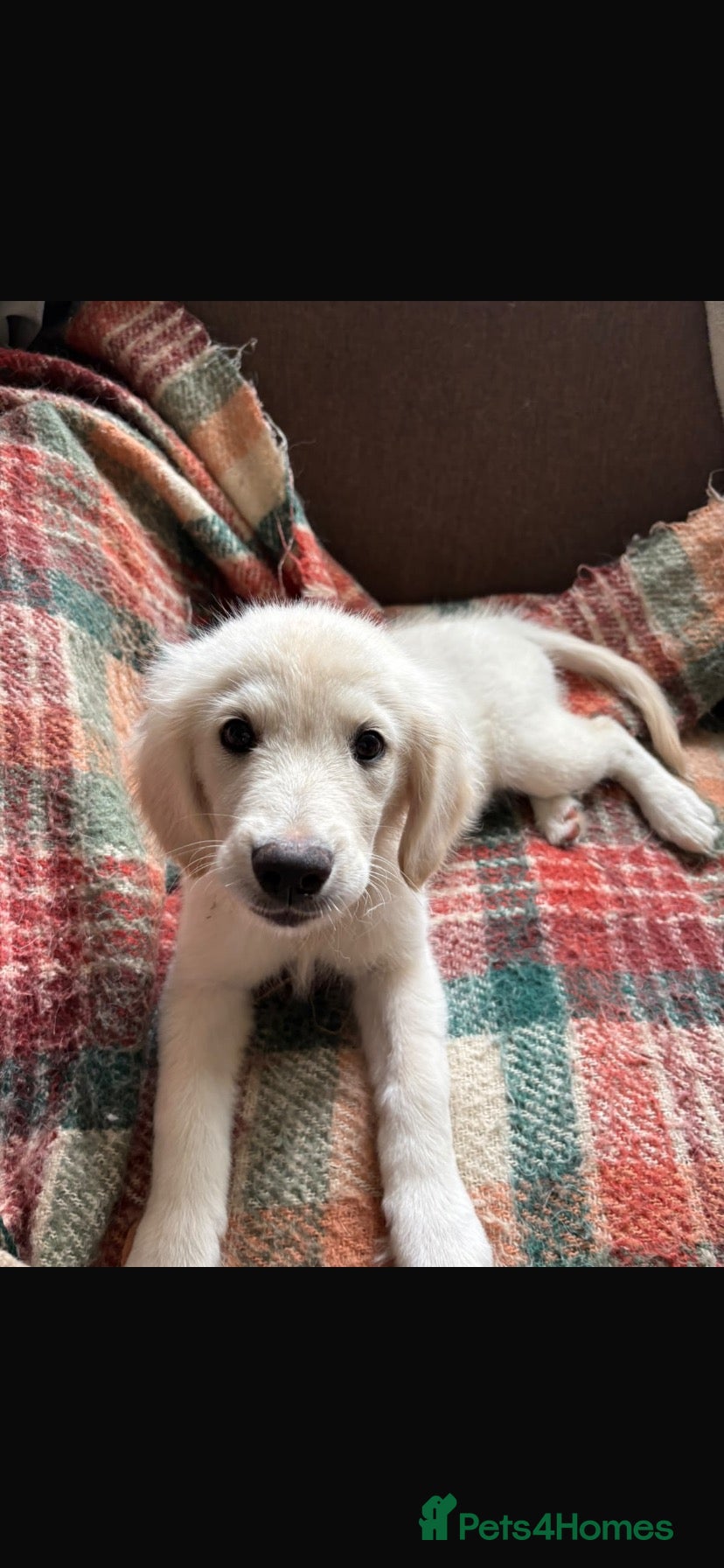 Mixed Breed dogs  12-Wk Golden Retriever x collie girl - Advert 2