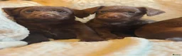Jackapoo dogs for sale: Beautiful Chocolate/tan jackapoo puppies  - Advert 3