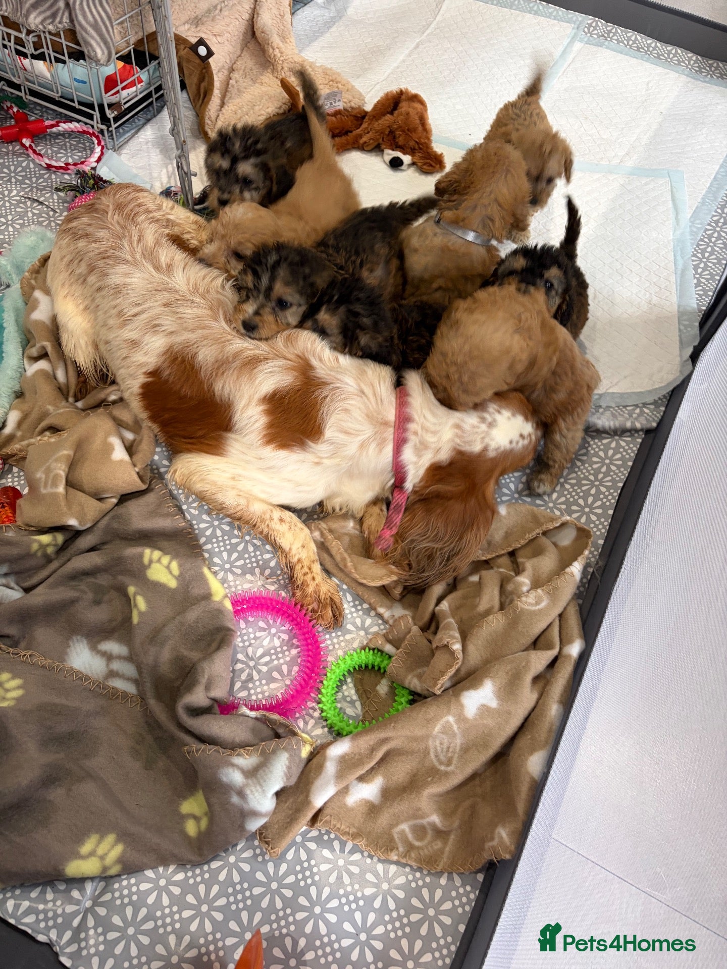 Cockapoo dogs 🐾STUNNING COCKERPOO F1 PUPPIES REG BREDER 🐾 - Advert 2