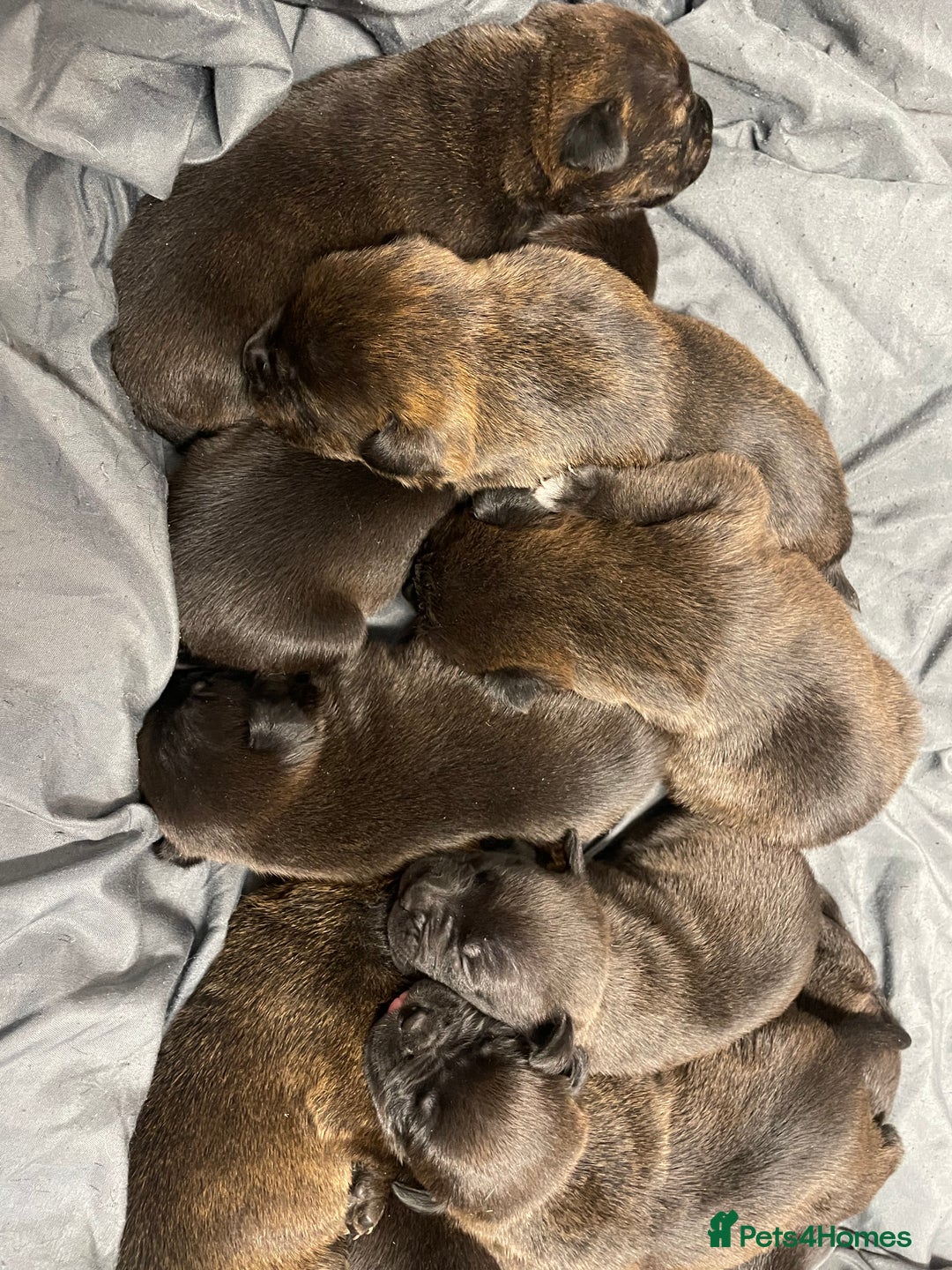 Mixed Breed dogs for sale: Staffy X Rottweiler puppies for sale - Image 1