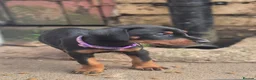 Dobermann dogs for sale: Dobermans Ready to Go. - Advert 13