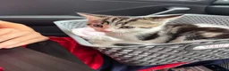 Mixed Breed cats for sale: Urgent rehome  - Advert 2
