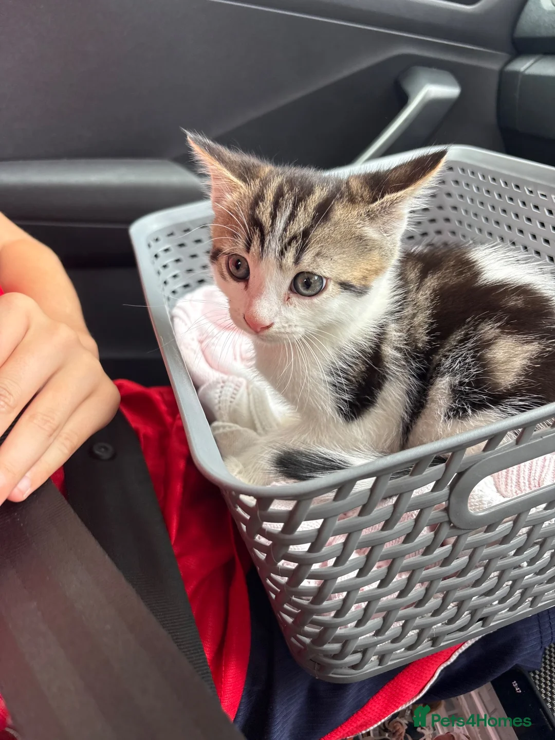 Mixed Breed cats for sale: Urgent rehome  - Advert 2