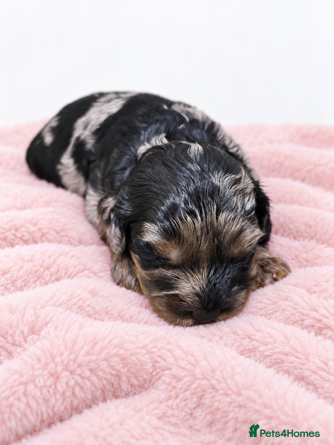 Cavapoo dogs for sale: F1 Toy Cavapoos - Advert 2