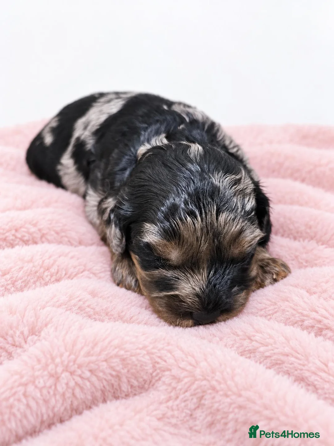Cavapoo dogs for sale: F1 Toy Cavapoos - Advert 1