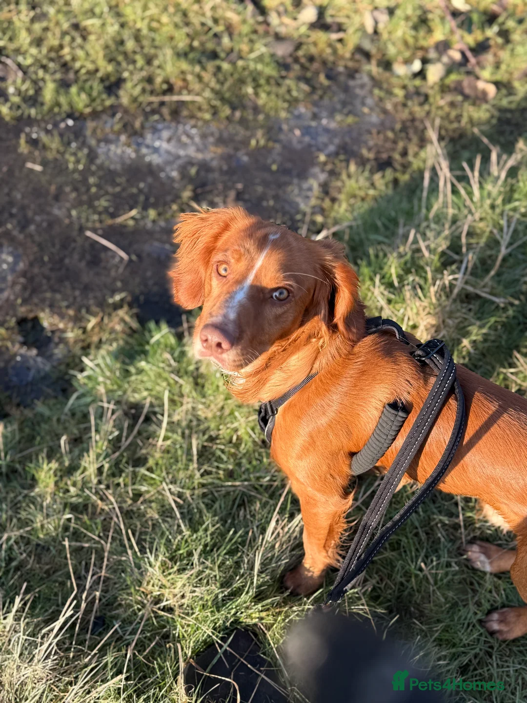 Cocker Spaniel dogs for sale: Looking for my forever home  - Advert 4