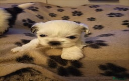 Shih Tzu dogs for sale: Shi zhi puppies for sale - Image 7