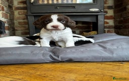 English Springer Spaniel dogs for sale: English Springer Spaniel dogs - Image 3