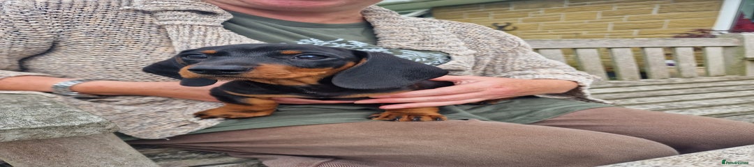Black & tan boy 